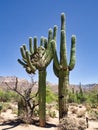 A Cristate or Crested Saguaro Cactus Royalty Free Stock Photo